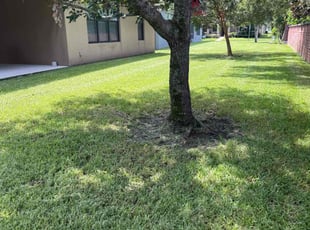 Melissa P.'s grass maintenance service result