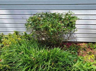 Ann C.'s Bush Trimming service result