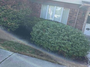 Sandra B.'s grass maintenance service result