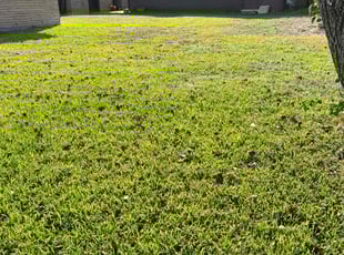 Tammy M.'s grass cutting service result