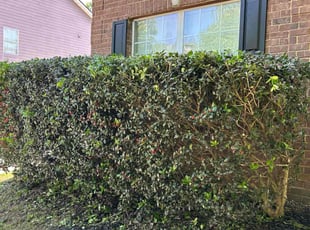 Giduk B.'s Bush Trimming service result