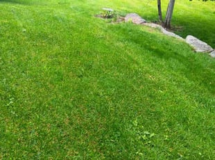Laura G.'s lawn service service result