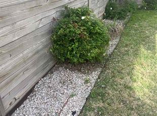 Cortney M.'s Bush Trimming service result