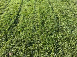 Art A.'s turf care service result