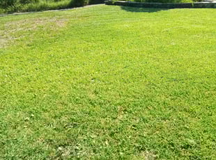 Jeff F.'s turf maintenance service result