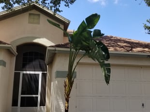 Luz M.'s Bush Trimming service result