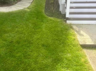 Janet P.'s lawn care service result