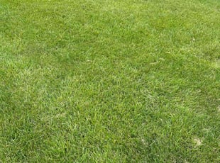Sharonda D.'s lawn maintenance service result