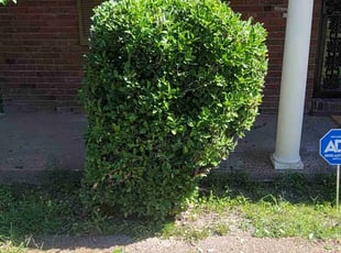Sonia B.'s Bush Trimming service result