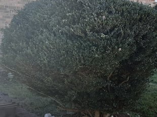 Luis S.'s Bush Trimming service result