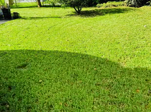 Cory M.'s turf maintenance service result