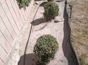 Lakeyia F.'s Bush Trimming service result