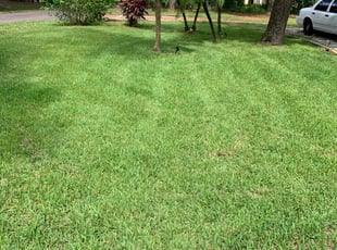 Rodney B.'s lawn care service result