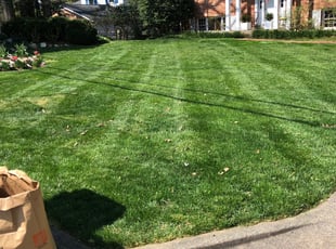 Robyn C.'s turf care service result