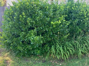 Albert B.'s Bush Trimming service result