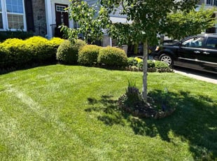 Karen P.'s lawn service service result