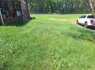 Cindy L.'s Long Grass Cleanup service result