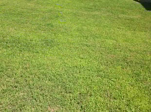 Karen L.'s grass maintenance service result