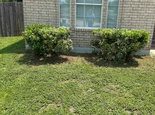 Jessica H.'s Bush Trimming service result