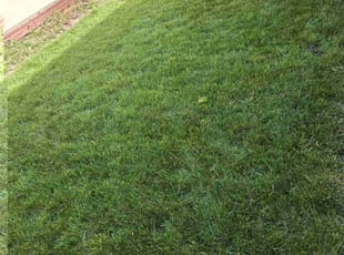 Diane G.'s grass cutting service result