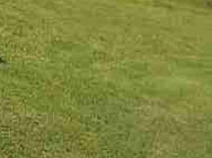 David H.'s turf maintenance service result