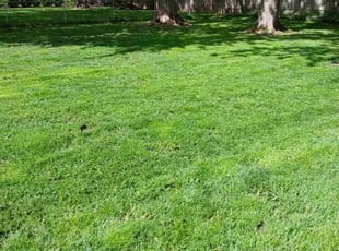 Sharon H.'s lawn service service result