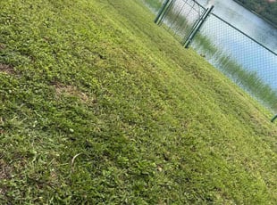 Richard R.'s grass maintenance service result