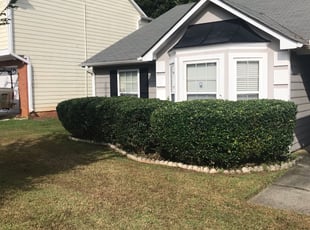 David W.'s Bush Trimming service result