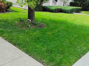 Deane C.'s turf maintenance service result