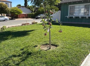 Hope R.'s lawn maintenance service result