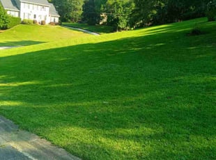 Sharolyn G.'s turf care service result