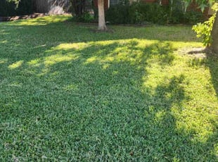 Edgar P.'s grass maintenance service result