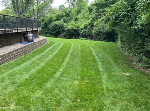 Thomas M.'s turf maintenance service result