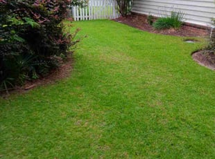 Shannon D.'s turf maintenance service result