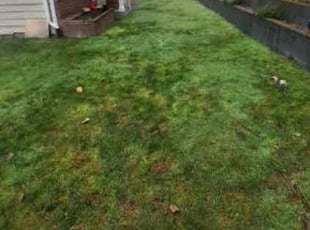 Patrick S.'s lawn maintenance service result