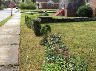 Sabrina R.'s Bush Trimming service result