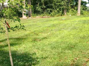 Stephanie I.'s lawn care services service result