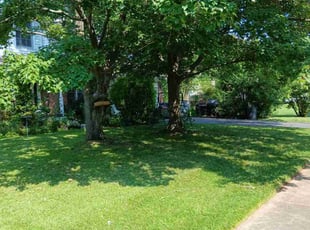 Karol G.'s turf care service result