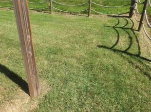 Mary B.'s grass maintenance service result