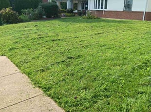 Tabitha N.'s grass cutting service result