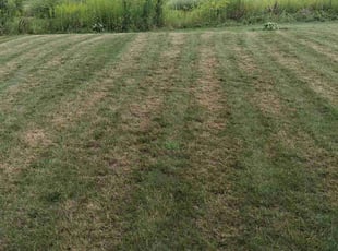 Quincy N.'s grass maintenance service result