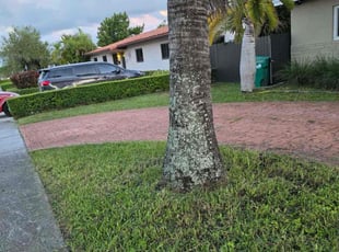 Iesha B.'s lawn service service result