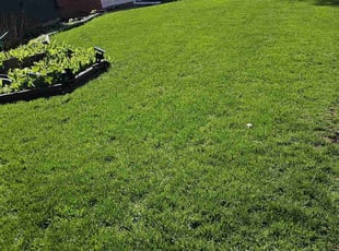 Pete K.'s lawn service service result