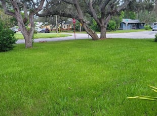 Victoria D.'s grass cutting service result