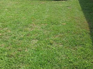 Carmen L.'s turf care service result