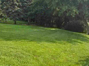 Alisica R.'s lawn care service result