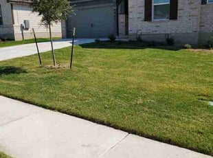 Sandra F.'s lawn care service result