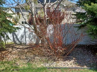 Namit S.'s Bush Trimming service result