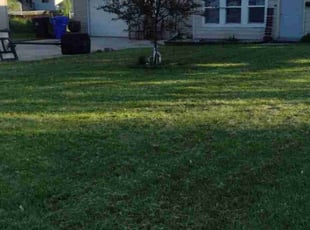 Alyse C.'s turf care service result