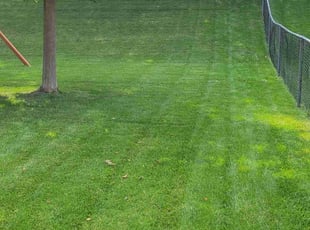 Sean H.'s lawn care service result